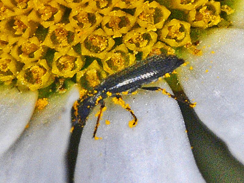 Un piccolo coleottero nero - Dasytidae: Dasytes sp., femmina